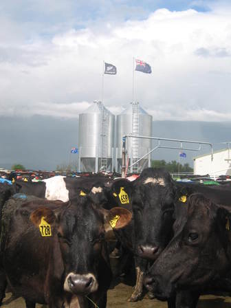 Patriotic Cows