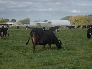 Farm Photo 2