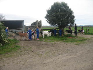 Calf Club Kids 2011
