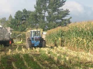 Maize Harvest