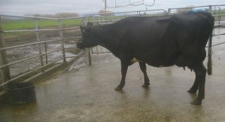 Training the All Black Cows